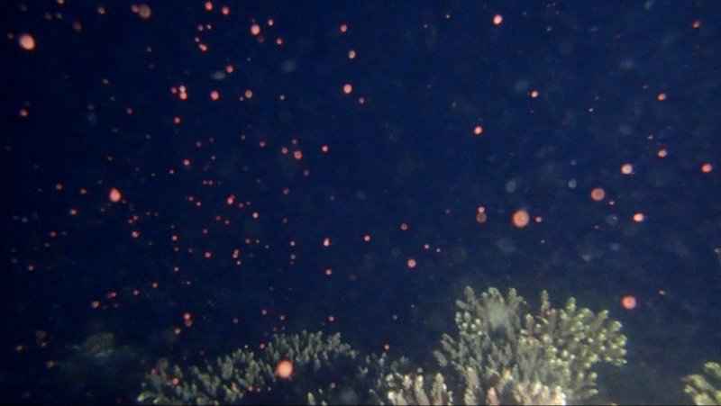 跟深圳大鹏珊瑚保育志愿者夜潜海底:蹲守4天首次拍到珊瑚排卵